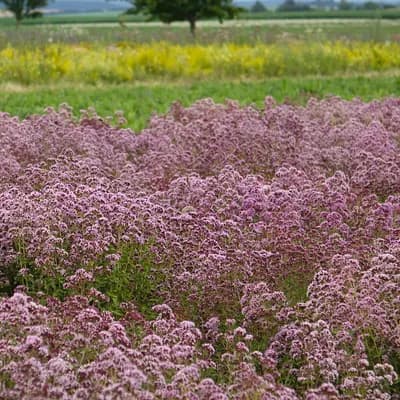 dobromysl obecná - náhled 5