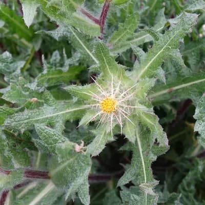 benedikt lékařský - náhled 2