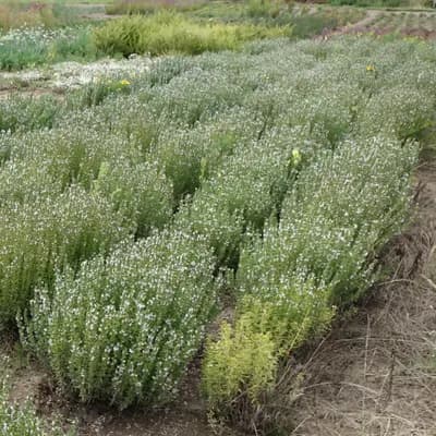 saturejka horská - náhled 4