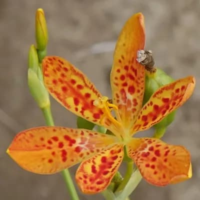 anginovník čínský - náhled 1