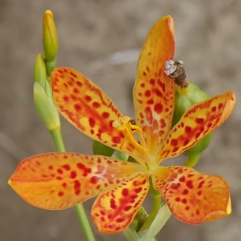 anginovník čínský