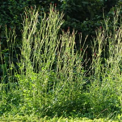 krvavec toten - náhled 2