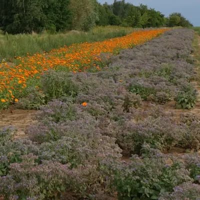 brutnák lékařský - náhled 3