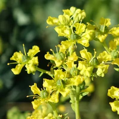 routa vonná - náhled 2