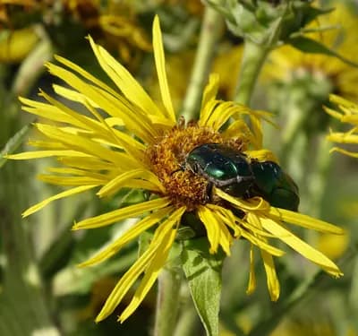 oman pravý - náhled 2