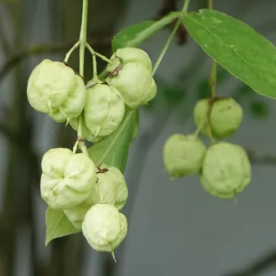 klokoč zpeřený - náhled 2