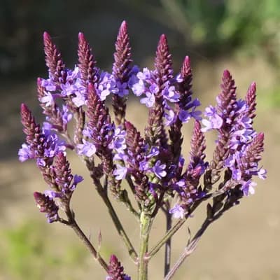 sporýš šípovitý - náhled 2