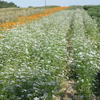 koriandr setý - náhled 3