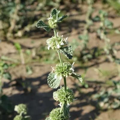 jablečník obecný - náhled 1