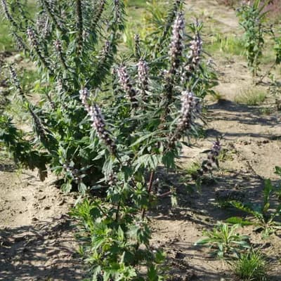 srdečník obecný - náhled 4