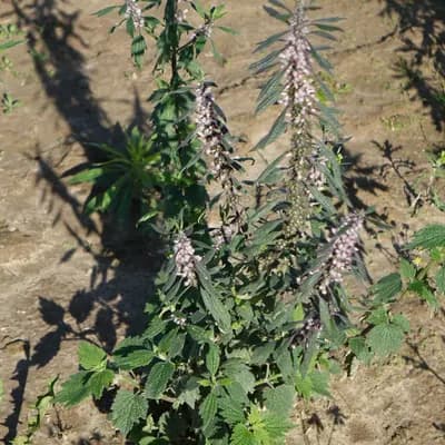 srdečník obecný - náhled 5