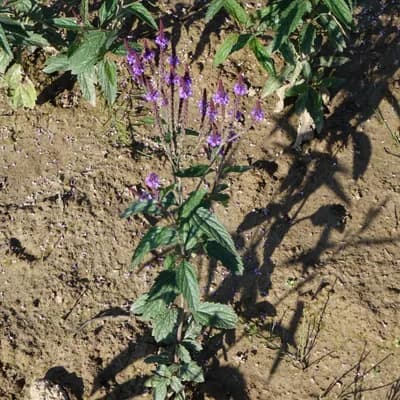 sporýš šípovitý - náhled 3