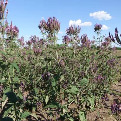 sporýš šípovitý - náhled 4