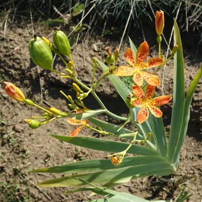 anginovník čínský - náhled 2