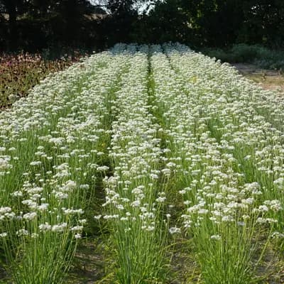 česnek vonný - náhled 3