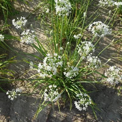 česnek vonný - náhled 2