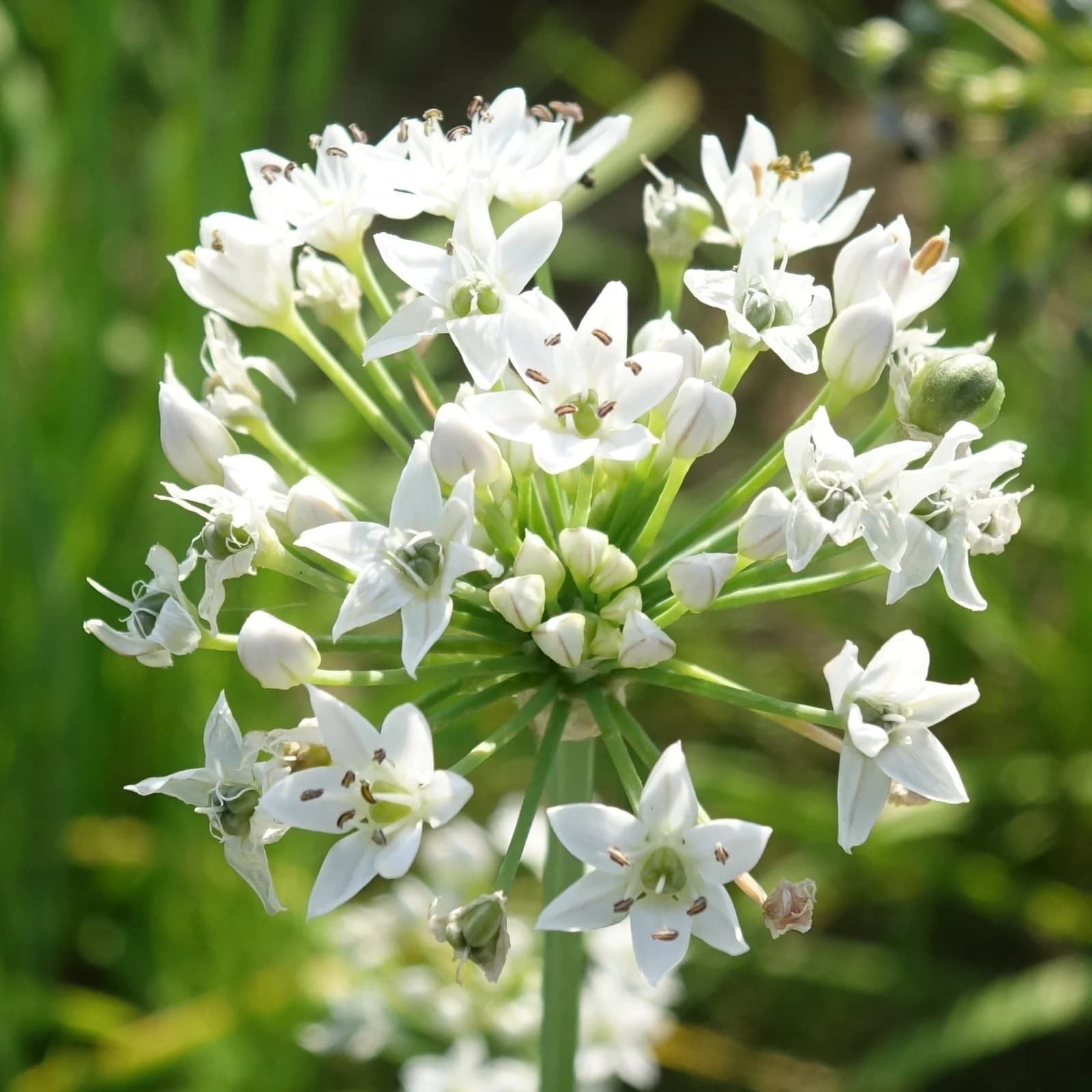 česnek vonný - obrázek 1