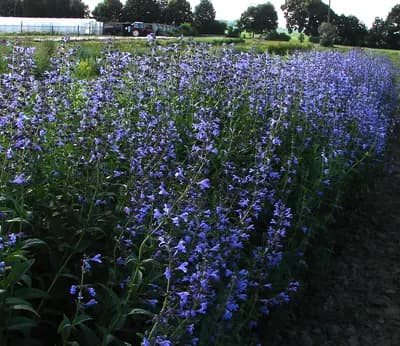 šanta sibiřská - náhled 3