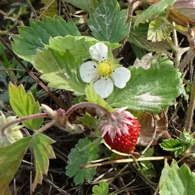 jahodník obecný - náhled 1