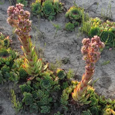 netřesk střešní - náhled 1