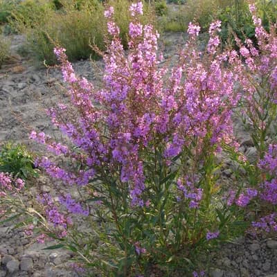 kyprej vrbice - náhled 2