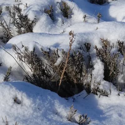 levandule lékařská - náhled 6