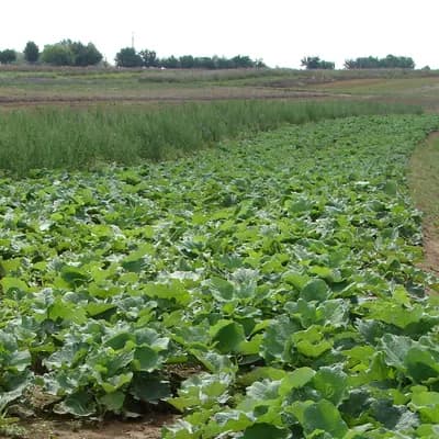 lopuch větší - náhled 3