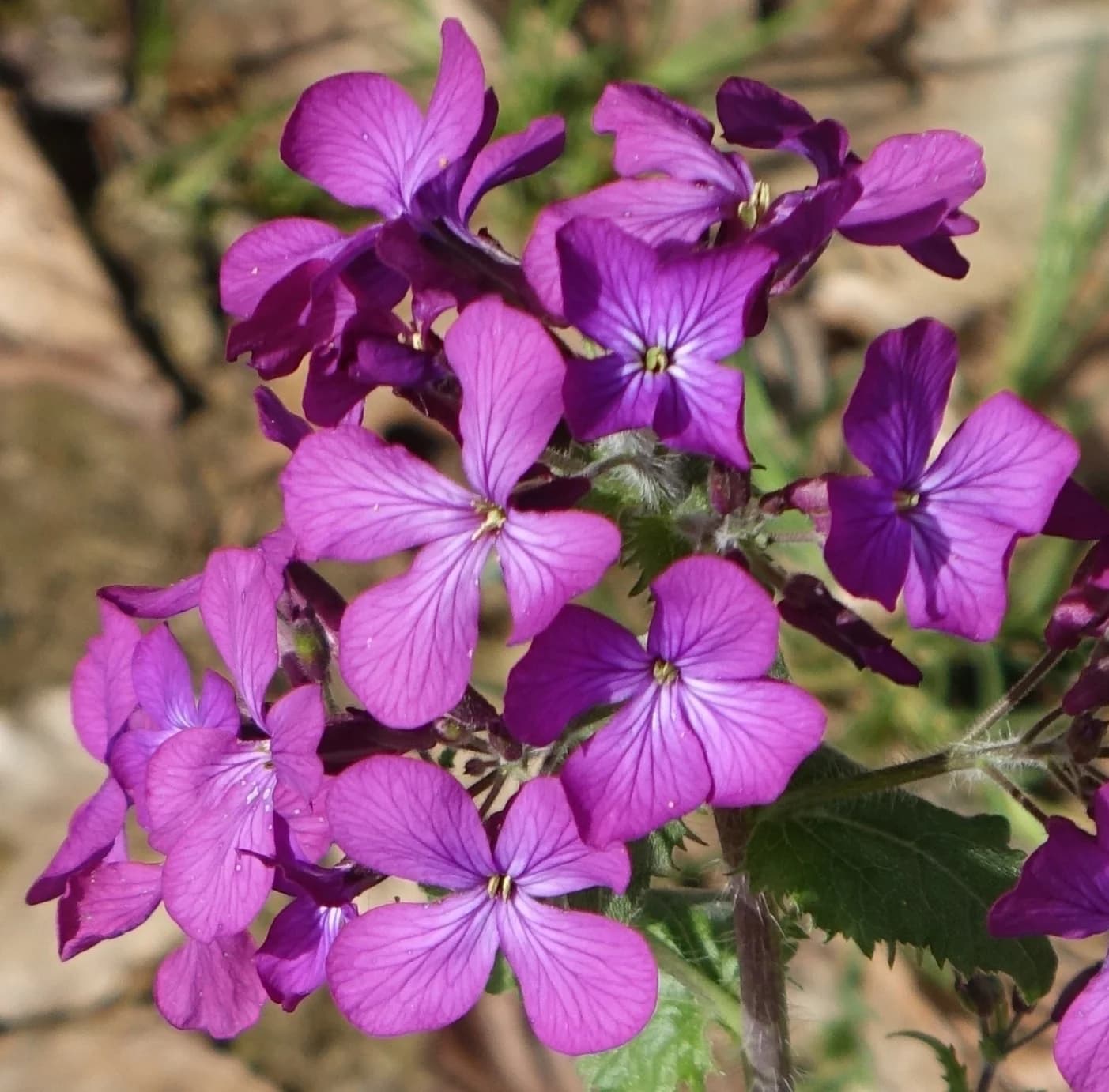 měsíčnice roční - obrázek 1