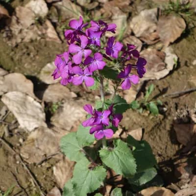 měsíčnice roční - náhled 2