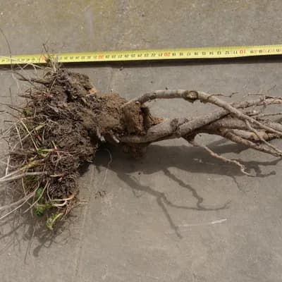 krvavec toten - náhled 4