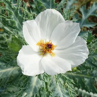 pleskanka velkokvětá - náhled 1