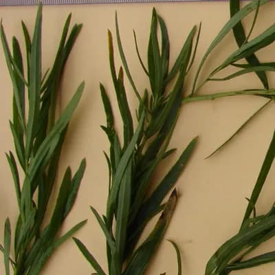 pelyněk estragon - náhled 2