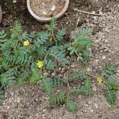 kotvičník zemní - náhled 2