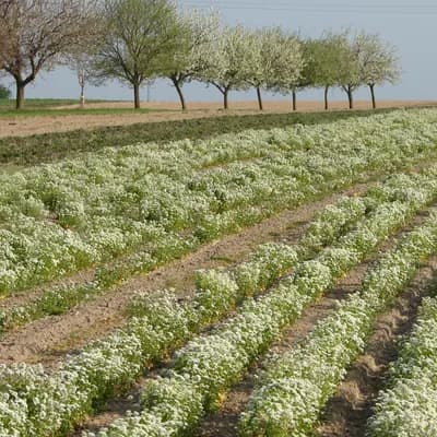 lžičník lékařský - náhled 3