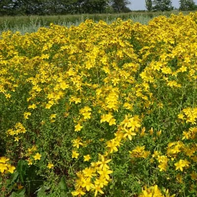 třezalka tečkovaná - náhled 3