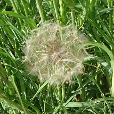 kozí brada východní - náhled 5