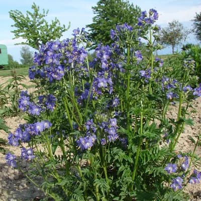 jirnice modrá - náhled 3