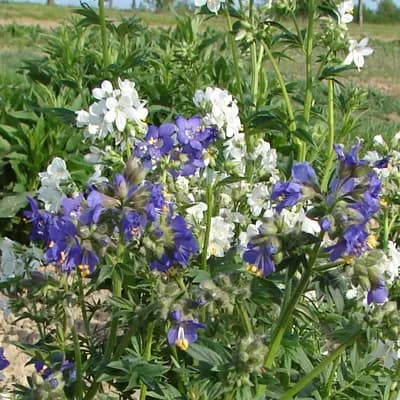 jirnice modrá - náhled 4