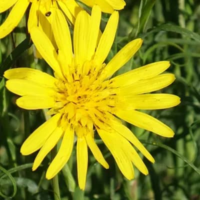 kozí brada východní - náhled 1