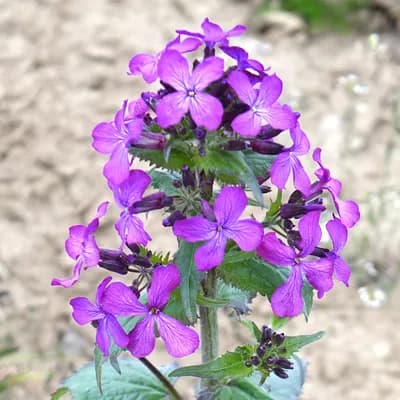 večernice lesní - náhled 1