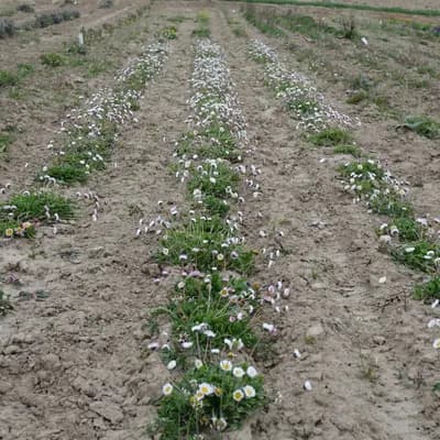 sedmikráska chudobka - náhled 3