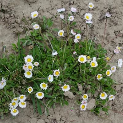 sedmikráska chudobka - náhled 2