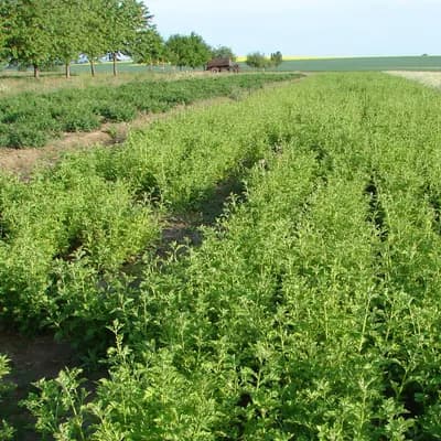 řimbaba obecná - náhled 3