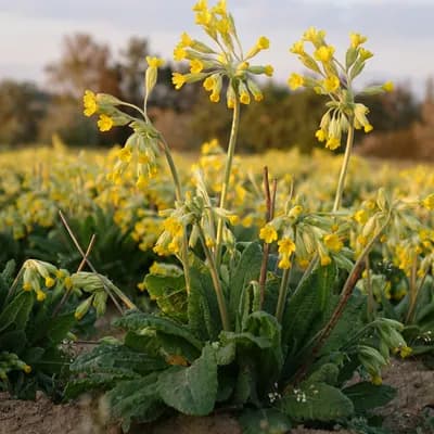 prvosenka jarní - náhled 2