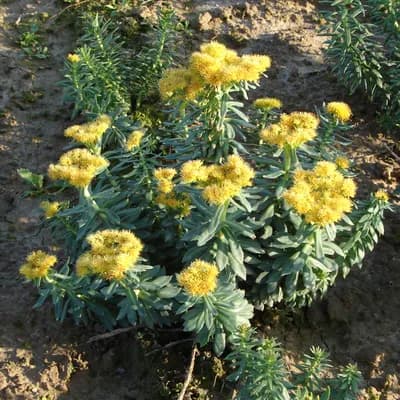 rozchodnice růžová - náhled 3