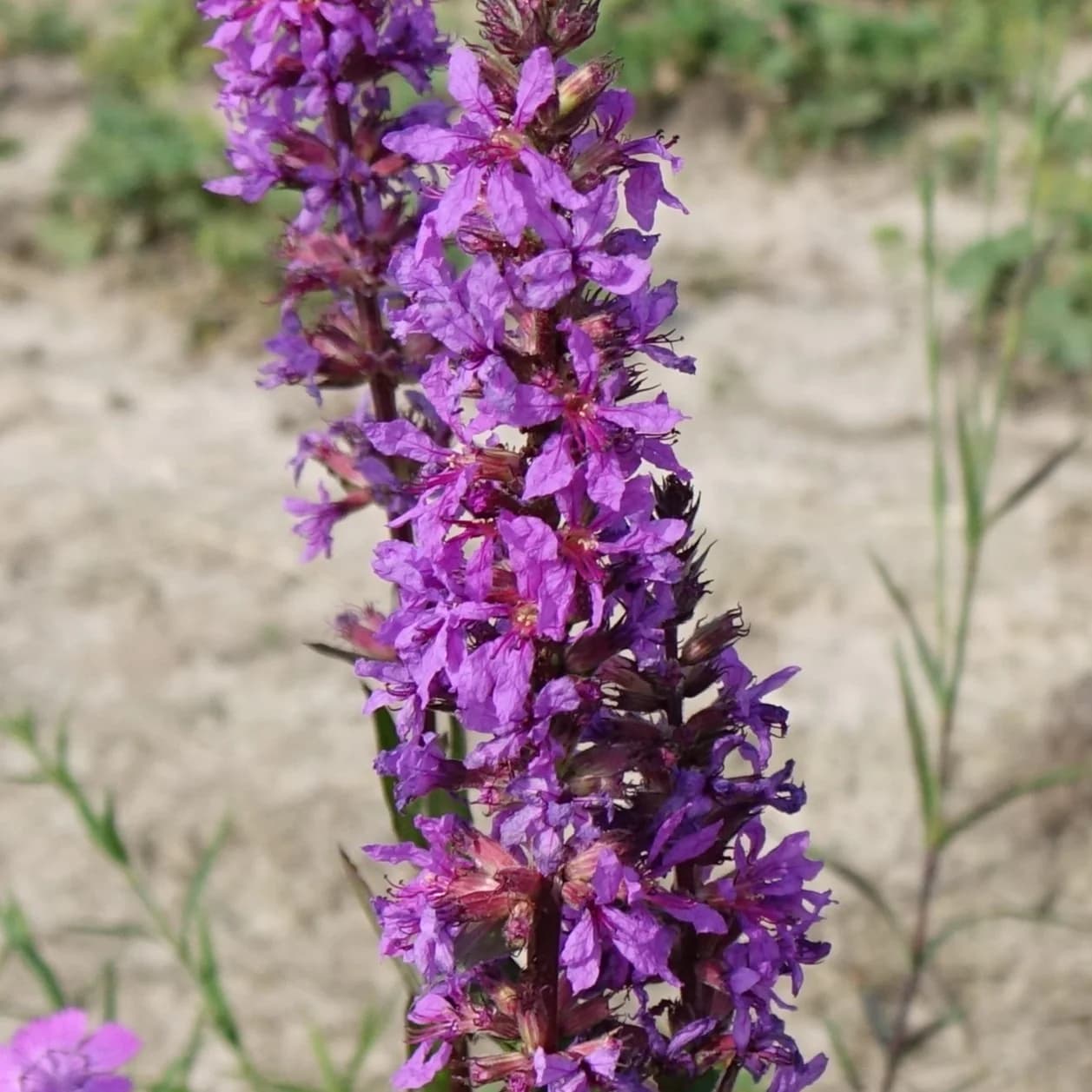 kyprej vrbice - obrázek 1