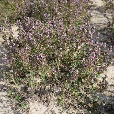 ožanka kalamandra - náhled 2