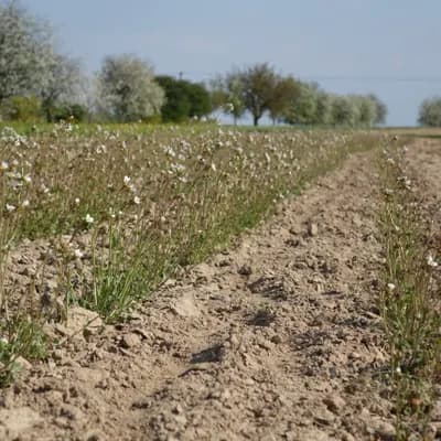 lomikámen zrnatý - náhled 5