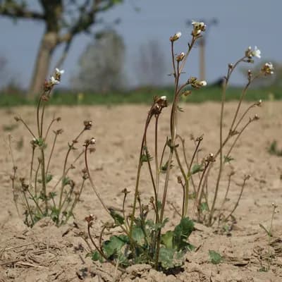 lomikámen zrnatý - náhled 3