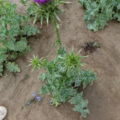 ostropestřec mariánský - náhled 4